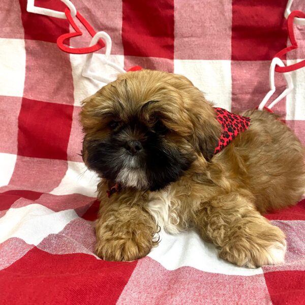 Lhasa Apso-DOG-Male-Golden/White-2708-Petland Fort Walton Beach, FL