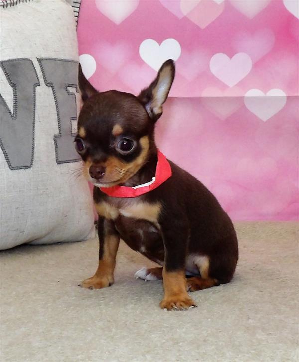 Chihuahua-DOG-Male-Chocolate / Tan-2766-Petland Fort Walton Beach, FL