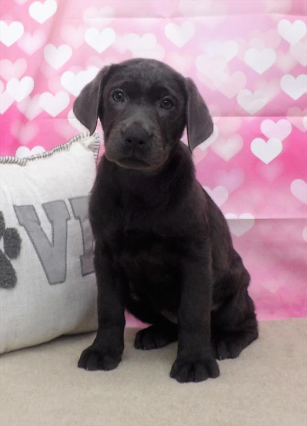 Labrador Retriever-DOG-Female-Charcoal-2767-Petland Fort Walton Beach, FL