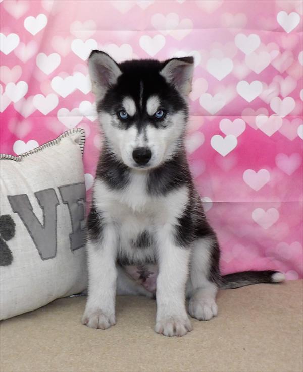 Siberian Husky-DOG-Male-Black / White-2768-Petland Fort Walton Beach, FL