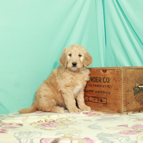 Goldendoodle DOG Male Golden 2772 Petland Fort Walton Beach, FL