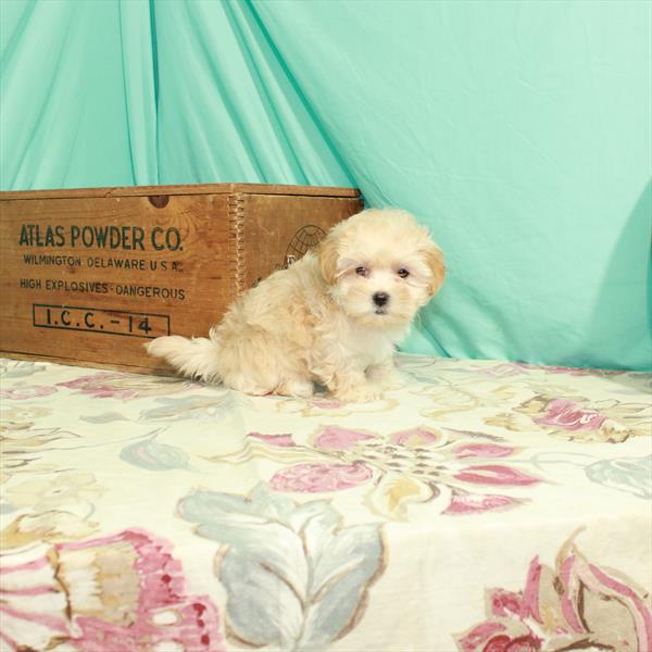 Maltipoo-DOG-Female-Apricot-2777-Petland Fort Walton Beach, FL