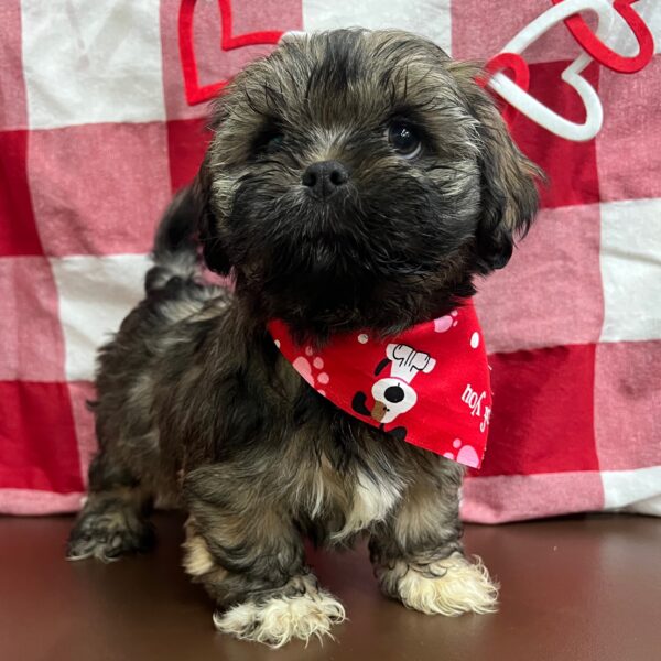 Lhasa Apso DOG Male Dark Golden 2823 Petland Fort Walton Beach, FL