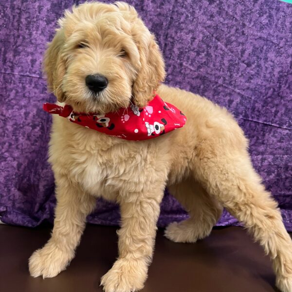 Goldendoodle DOG Male Light Golden 2852 Petland Fort Walton Beach, FL