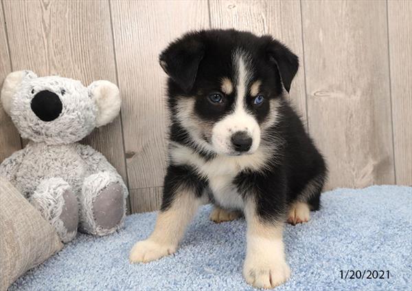 Pomsky-DOG-Male-Black / White-590-Petland Fort Walton Beach, FL