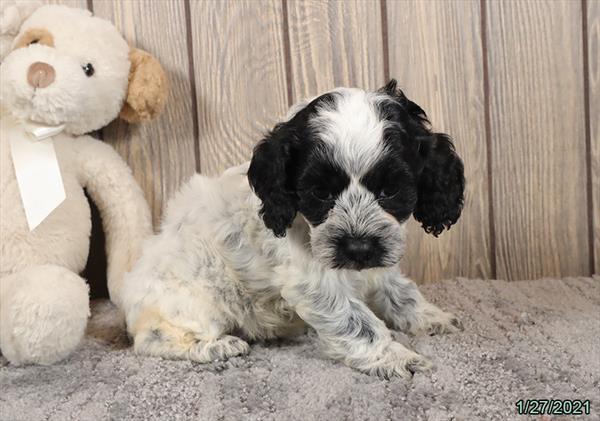 Cockapoo-DOG-Female-Black / White-596-Petland Fort Walton Beach, FL