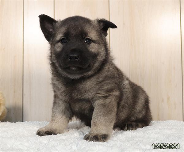 Norwegian Elkhound-DOG-Male-Black / Silver-600-Petland Fort Walton Beach, FL