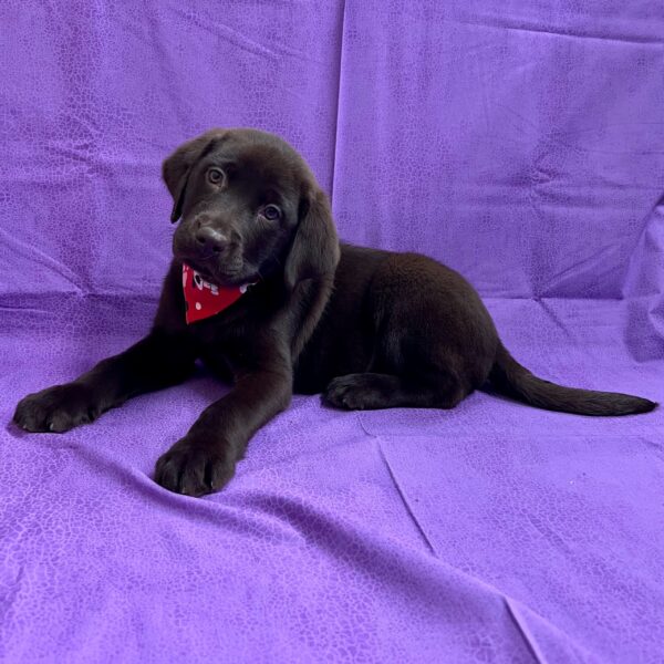 Labrador Retriever-DOG-Male-Chocolate-2916-Petland Fort Walton Beach, FL