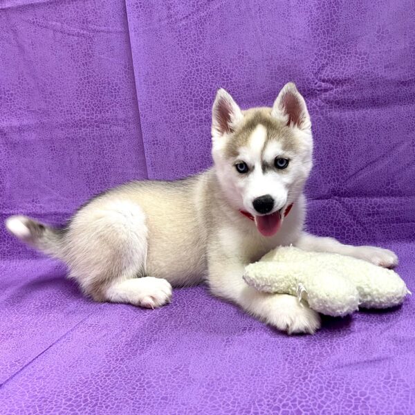 Siberian Husky-DOG-Female-Agouti / White-2899-Petland Fort Walton Beach, FL