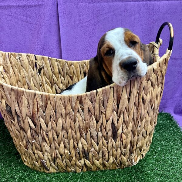 Basset Hound DOG Male Black Tan / White 2917 Petland Fort Walton Beach, FL