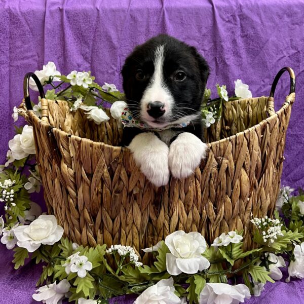 Border Collie DOG Male Black / White 2936 Petland Fort Walton Beach, FL