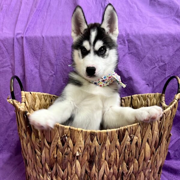 Siberian Husky-DOG-Male-Black / White-2938-Petland Fort Walton Beach, FL