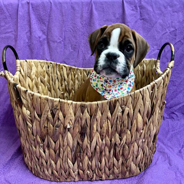 Boxer-DOG-Female-Fawn-2941-Petland Fort Walton Beach, FL