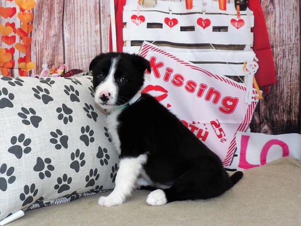 Border Collie-DOG-Male-Black / White-2997-Petland Fort Walton Beach, FL