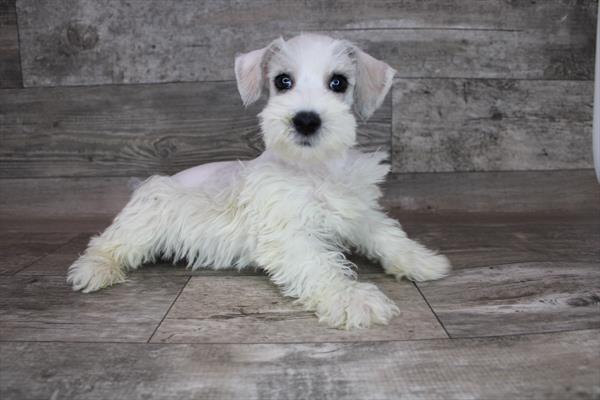 Schnoodle-DOG-Male-Gray / White-3038-Petland Fort Walton Beach, FL