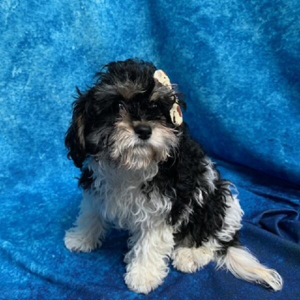 Cavachon DOG Female Black/White/Tan 618 Petland Fort Walton Beach, FL