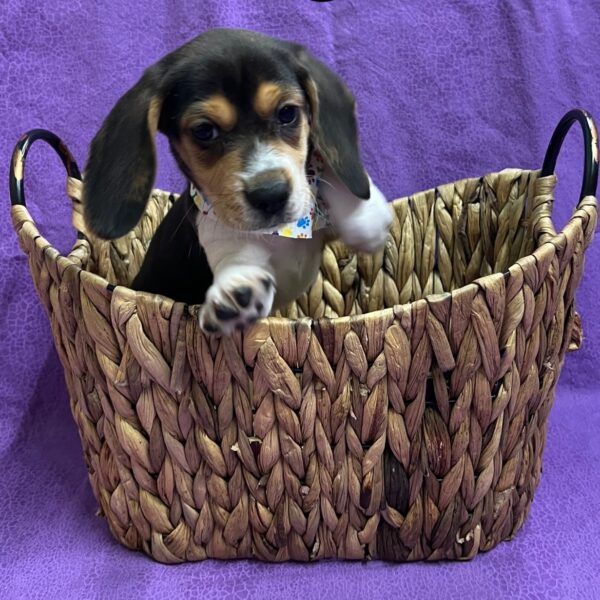 Beagle DOG Male Black 3060 Petland Fort Walton Beach, FL