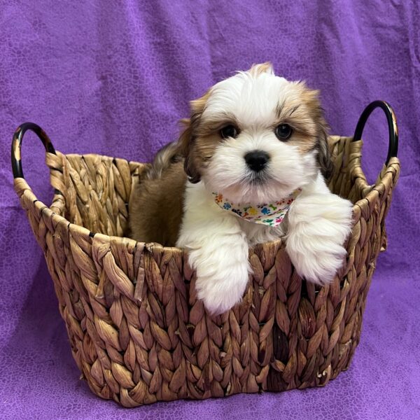 Lhasa Apso DOG Male Gold, white parti 3102 Petland Fort Walton Beach, FL