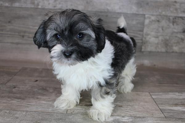 Coton De Tulear DOG Female White / Sable 3143 Petland Fort Walton Beach, FL