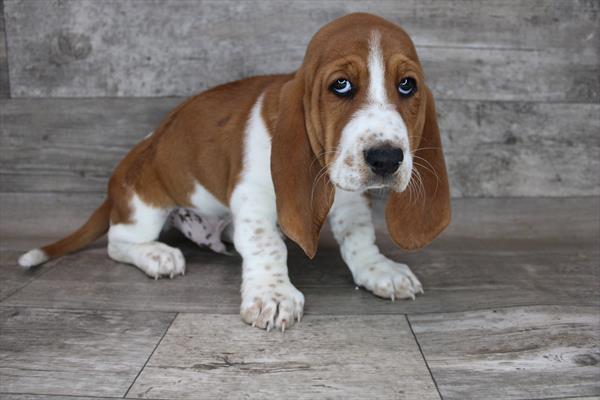 Basset Hound DOG Male Red / White 3185 Petland Fort Walton Beach, FL