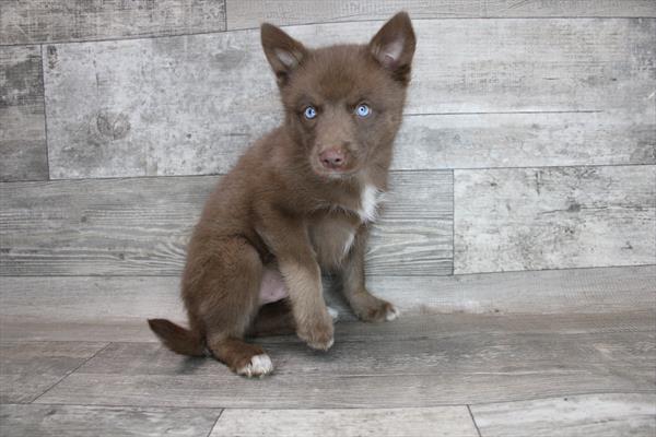 Pomsky-DOG-Male-Chocolate-3186-Petland Fort Walton Beach, FL