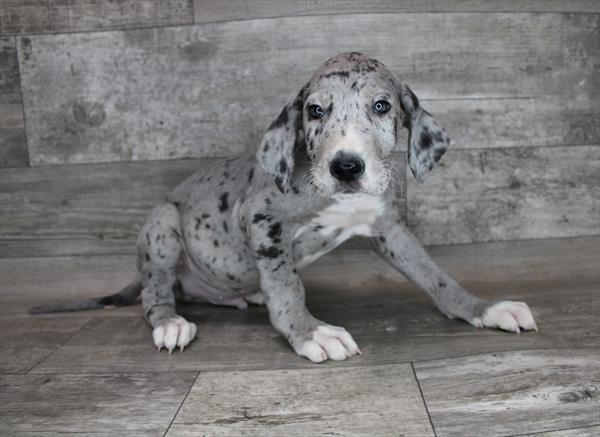 Great Dane-DOG-Male-Merle-3187-Petland Fort Walton Beach, FL