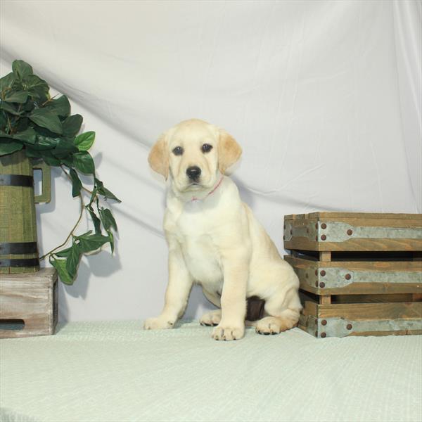 Labrador Retriever-DOG-Female-Yellow-3188-Petland Fort Walton Beach, FL