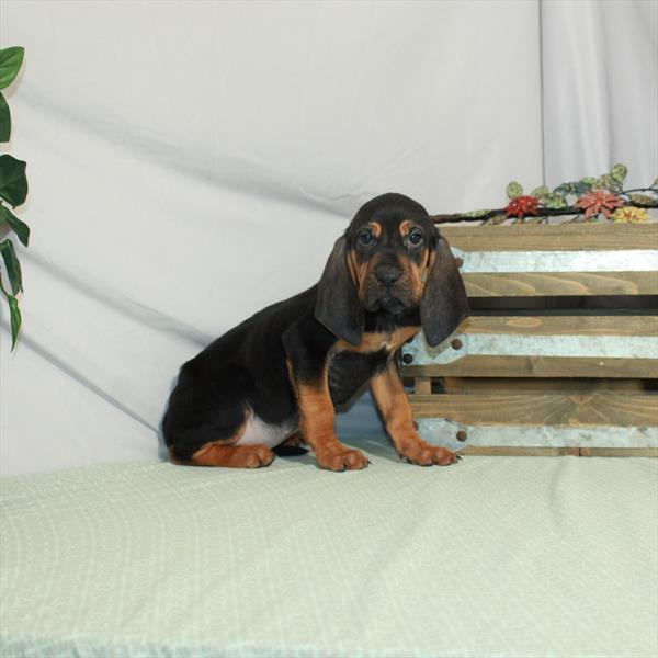 Bloodhound-DOG-Female-Black / Tan-3191-Petland Fort Walton Beach, FL