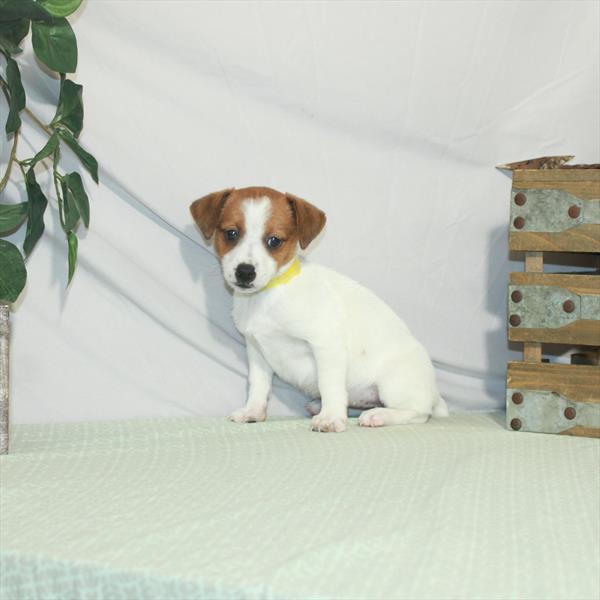 Jack Russell Terrier-DOG-Female-White / Red-3193-Petland Fort Walton Beach, FL