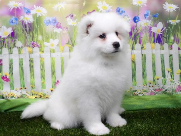 Samoyed-DOG-Female-White-3194-Petland Fort Walton Beach, FL