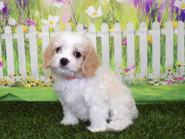 Cavachon DOG Male Blenheim 3195 Petland Fort Walton Beach, FL