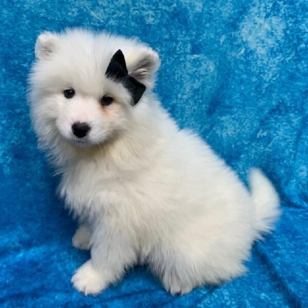 Samoyed-DOG-Female-White-611-Petland Fort Walton Beach, FL