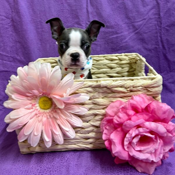 Boston Terrier DOG Female Blue / White 3227 Petland Fort Walton Beach, FL