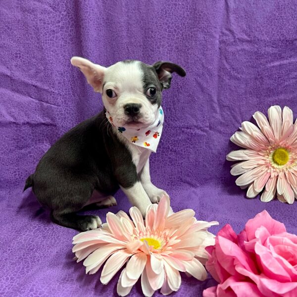 Boston Terrier DOG Female Blue / White 3226 Petland Fort Walton Beach, FL