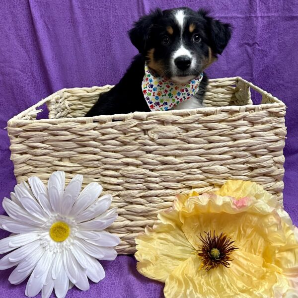 Australian Shepherd-DOG-Female-Red Tri-3246-Petland Fort Walton Beach, FL