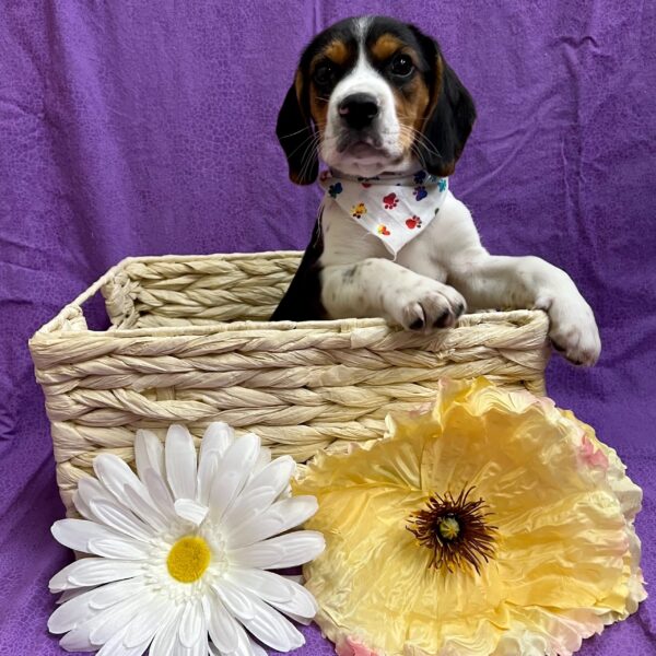 Beagle DOG Male Tri 3247 Petland Fort Walton Beach, FL