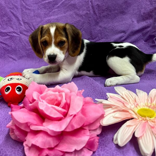 Beagle DOG Female Tri 3248 Petland Fort Walton Beach, FL