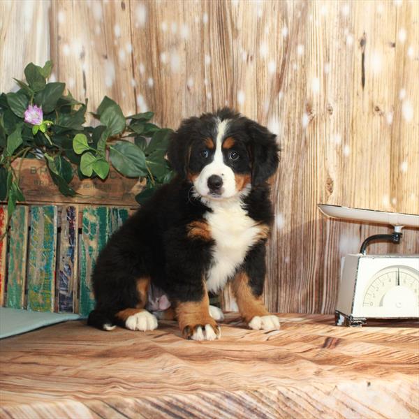 Bernese Mountain Dog-DOG-Female-Black / Tan-3291-Petland Fort Walton Beach, FL