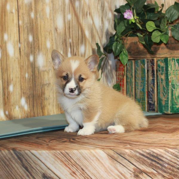 Pembroke Welsh Corgi DOG Female Red / White 3292 Petland Fort Walton Beach, FL