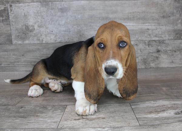 Basset Hound DOG Male Black Tan / White 3312 Petland Fort Walton Beach, FL