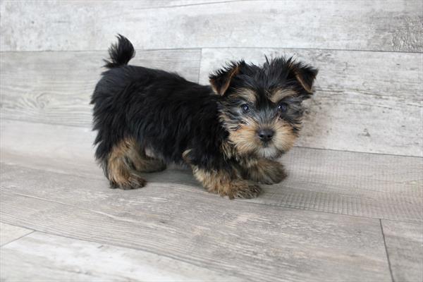 Silky Terrier DOG Male Black / Tan 3313 Petland Fort Walton Beach, FL