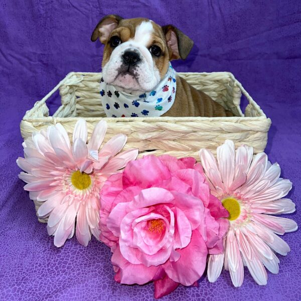 English Bulldog DOG Female Red/White 3328 Petland Fort Walton Beach, FL