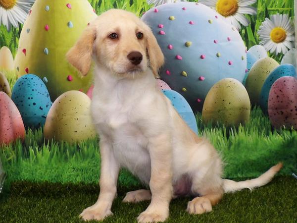 Labradoodle-DOG-Male-Yellow-3351-Petland Fort Walton Beach, FL