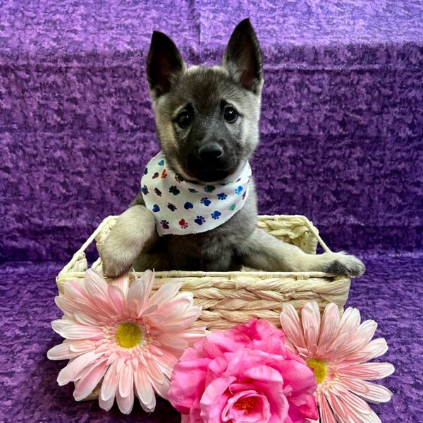 Norwegian Elkhound DOG Female Gray Black / Silver 3416 Petland Fort Walton Beach, FL