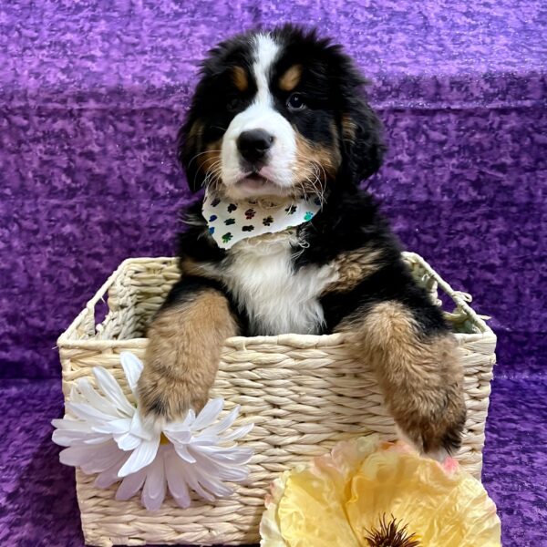 Bernese Mountain Dog-DOG-Male-Tri-Colored-3420-Petland Fort Walton Beach, FL