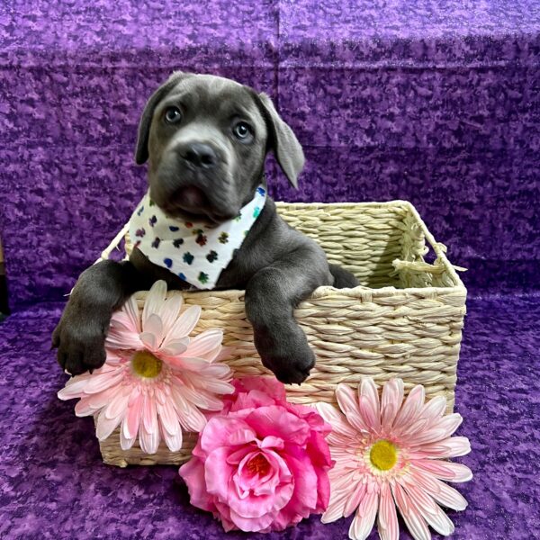 Cane Corso DOG Female Blue 3426 Petland Fort Walton Beach, FL