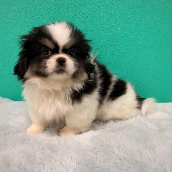 Pekingese-DOG-Male-Black / White-603-Petland Fort Walton Beach, FL