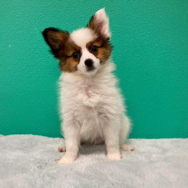 Papillon DOG Male Sable/White 577 Petland Fort Walton Beach, FL