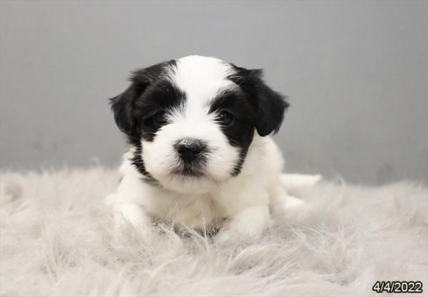 Coton De Tulear DOG Female Black / White 3468 Petland Fort Walton Beach, FL