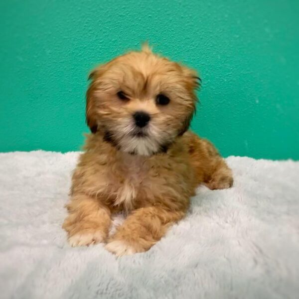 Lhasa Apso DOG Male Golden 580 Petland Fort Walton Beach, FL